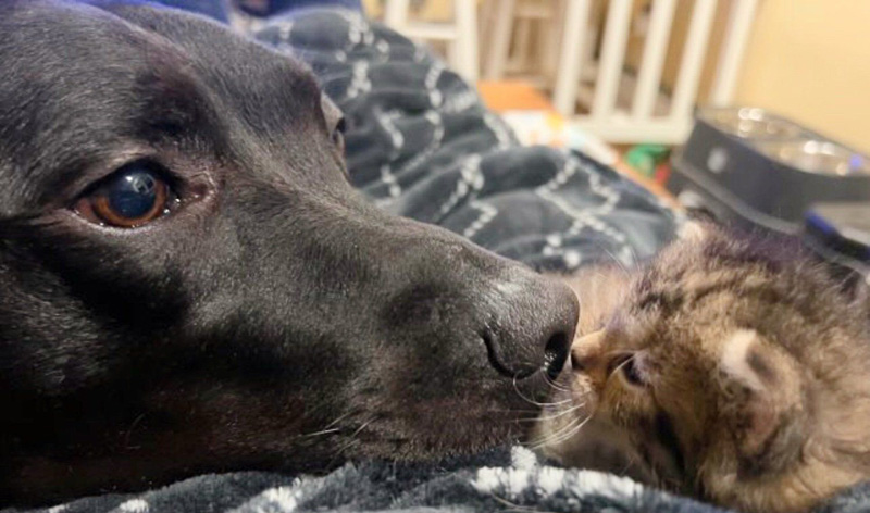 犬と仲良くなった子猫