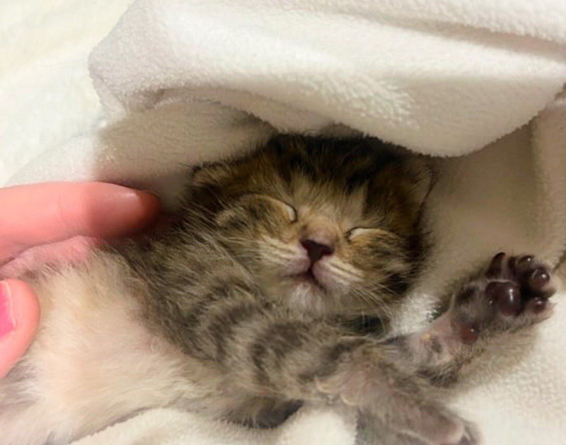 幸せそうに眠る子猫