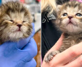 助けを必要としていた生後2週間の保護子猫。優しい人達の努力と適切なケアによって、一夜のうちに運命が大きく変わる！