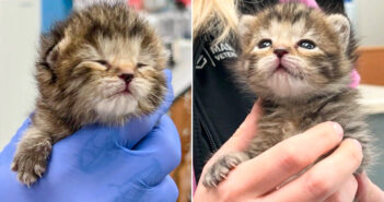 助けを必要としていた生後2週間の保護子猫。優しい人達の努力と適切なケアによって、一夜のうちに運命が大きく変わる! 保護された子猫