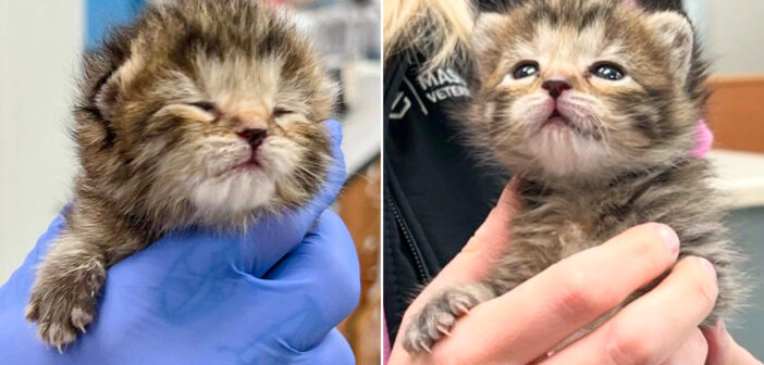 保護された子猫