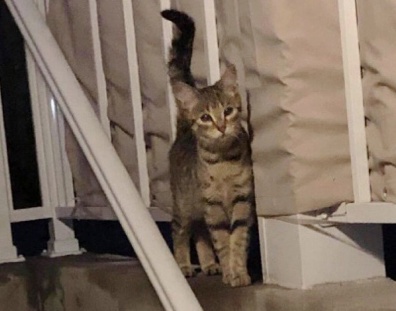 野外の猫