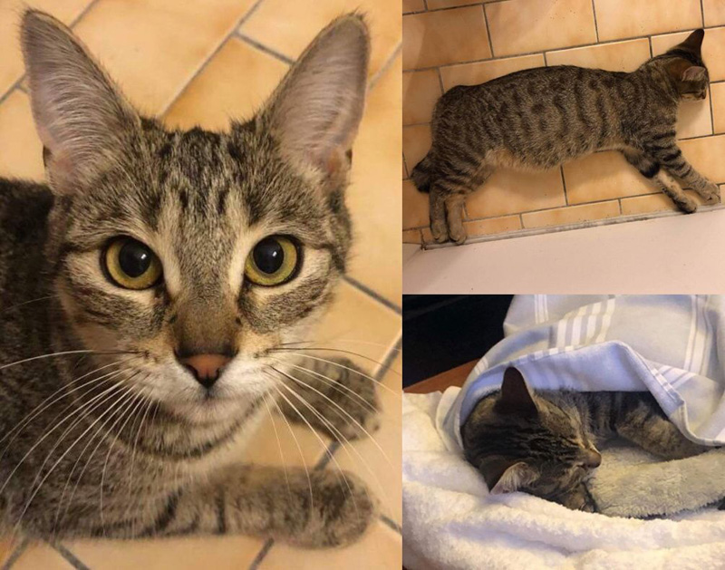 保護された猫