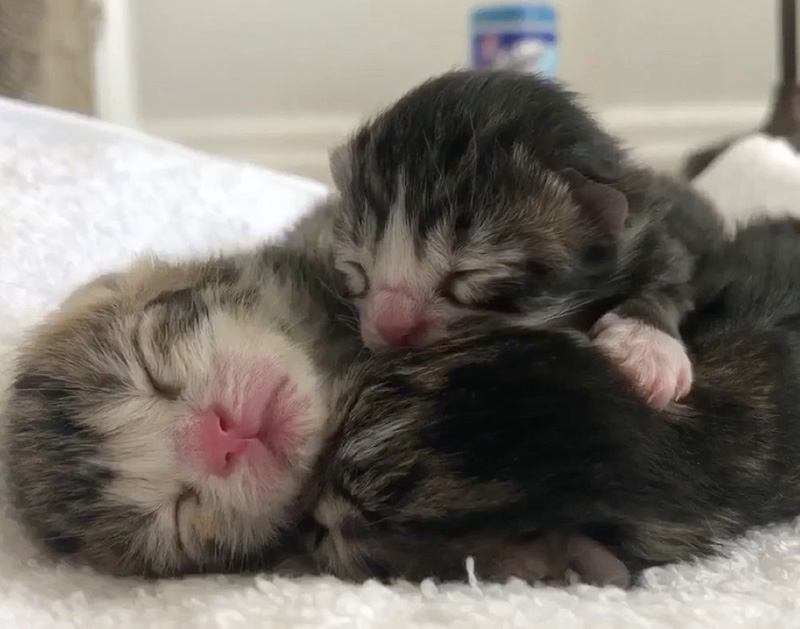 寄り添う子猫達