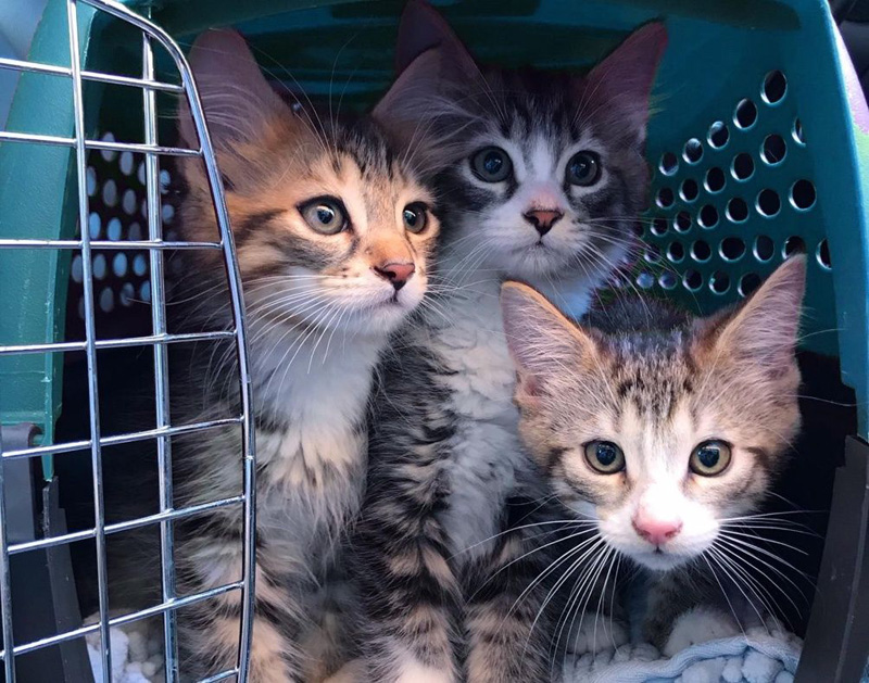 キャリーの中の子猫達