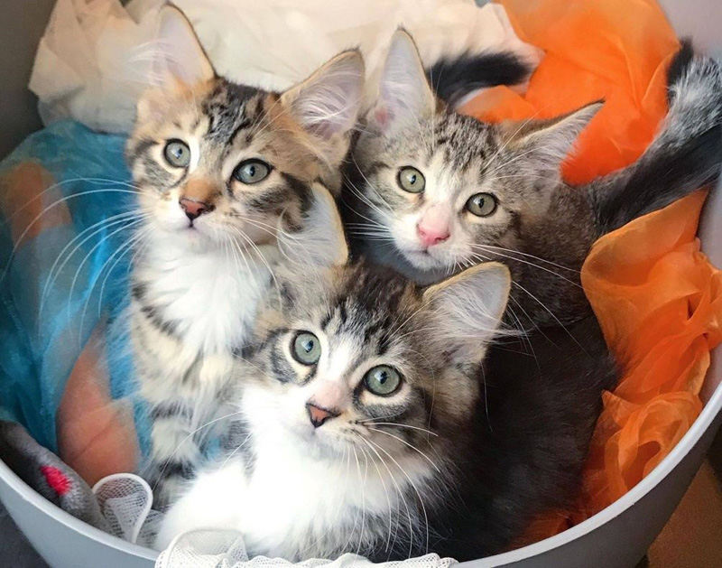 見上げる子猫達