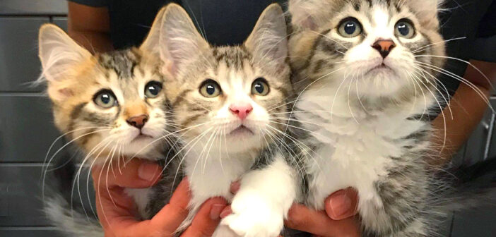 ピッタリと寄り添いながら一緒に成長してきた3匹の子猫達。ついに自分達の夢を実現させると毎日が幸せいっぱいに！