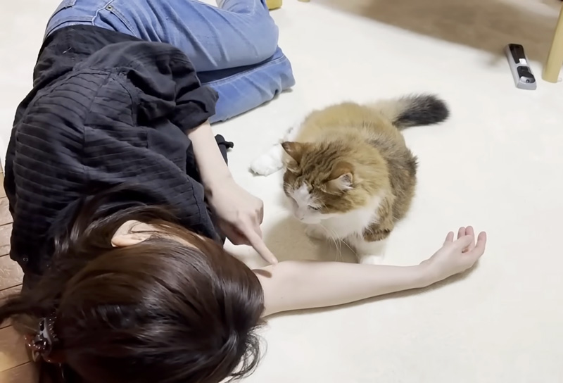 猫に指示するお母さん
