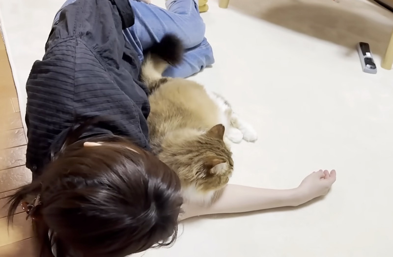 言われた通りにする猫