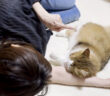 お母さんの言う通りに添い寝する猫