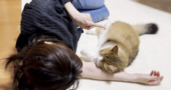 「あっち向いてゴロンして」お母さんの言う通りに添い寝してくれる猫さん。その可愛すぎる姿に思わず胸がキュンとする♡