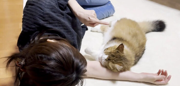 お母さんの言う通りに添い寝する猫