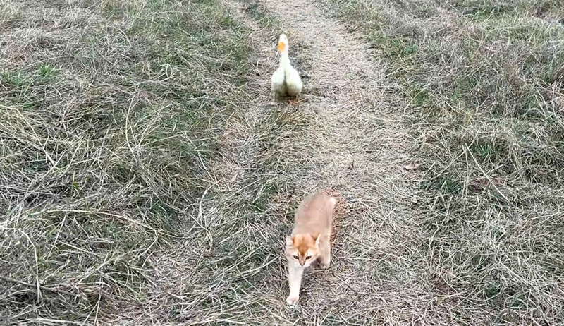 アヒルのお母さんと猫さん