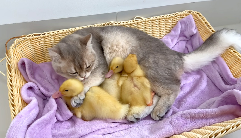 ヒナ達を寝かしつける子猫