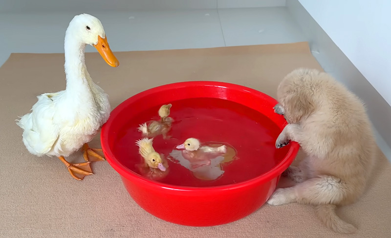ヒナ達を見つけたアヒルのお母さん