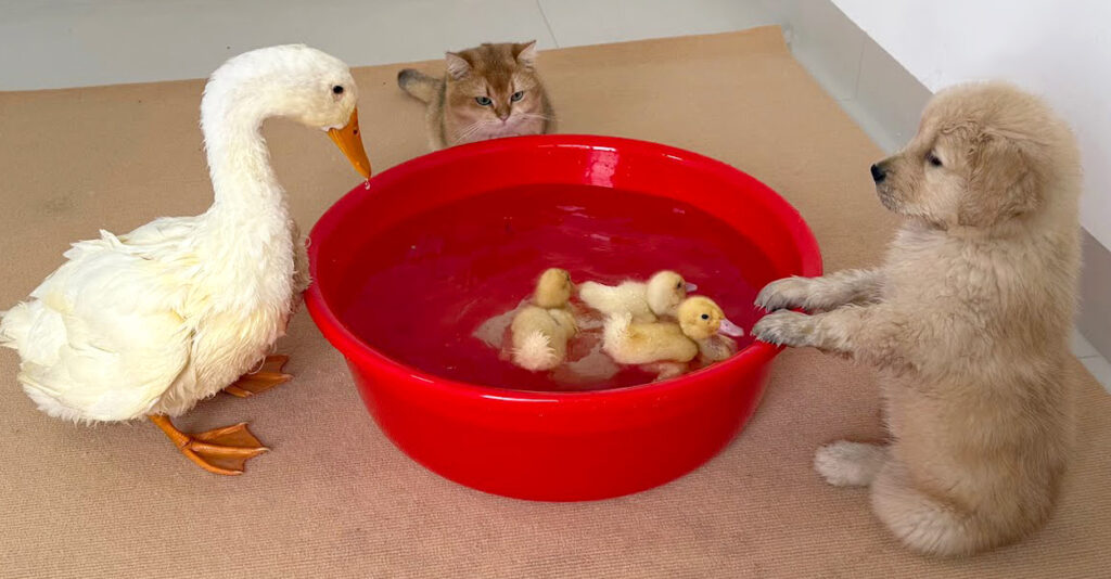 猫トイレ　アヒル商談中 koukan_neko_title.jpg