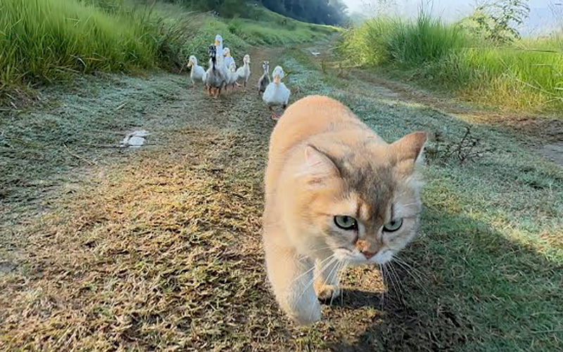 アヒルの親子と冒険に出かけた子猫