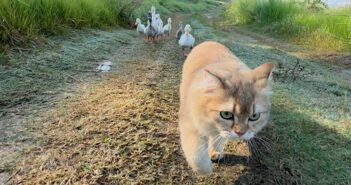 アヒルの親子を連れて冒険に出かけた子猫。途中で牛に遭遇して逃げ出すも、何とか無事に水辺に着いて親子を満足させる♪