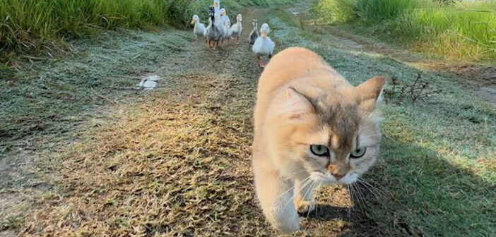 アヒルの親子を連れて冒険に出かけた子猫。途中で牛に遭遇して逃げ出すも、何とか無事に水辺に着いて親子を満足させる♪