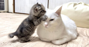 積極的に挨拶しに来る子猫を優しく受け入れる先住猫。可愛さ溢れる子猫の姿に何度も胸がキュンとする ( *´艸`)♡ 先住猫が大好きな子猫