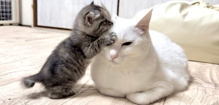 積極的に挨拶しに来る子猫を優しく受け入れる先住猫。可愛さ溢れる子猫の姿に何度も胸がキュンとする ( *´艸｀)♡
