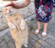 甘えてくる猫
