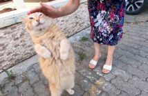 甘えてくる猫