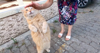 甘えたい気持ちが抑えきれない猫さん。次々と話し掛けながら、猛烈にスリスリしてくる様子が可愛すぎる( *´艸`)♡