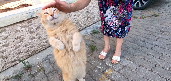 甘えたい気持ちが抑えきれない猫さん。次々と話し掛けながら、猛烈にスリスリしてくる様子が可愛すぎる( *´艸｀)♡