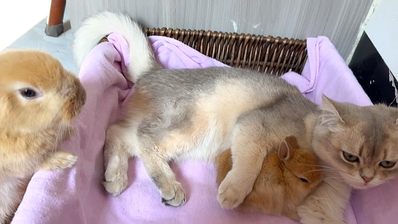 子ウサギを抱きしめる子猫