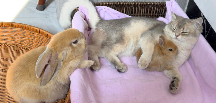 子猫に子ウサギを紹介した兄ウサギ。どうやら子猫は子ウサギの方を選んだようで… 兄ウサギが置き去りに (^_^；)