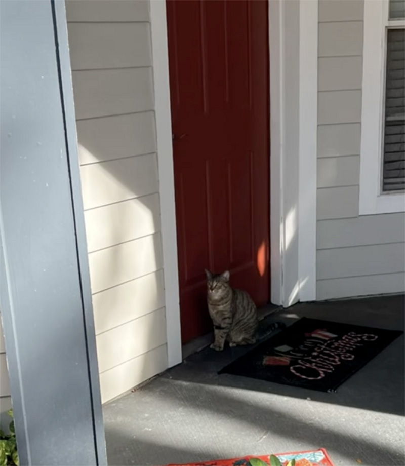 玄関の前の猫