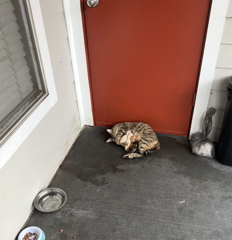 玄関前で出産した猫