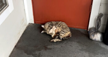 アパートの玄関前で出産した猫