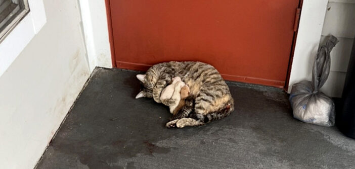 アパートの玄関前で出産した猫