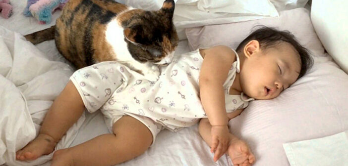 赤ちゃんと猫