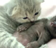 赤ちゃん猫と子猫
