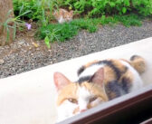 家の庭でお友達になった三毛猫さん。久しぶりに来てくれたと思ったら… 3匹の愛らしい子猫達を見せに来てくれました♡