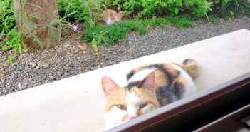 家の庭でお友達になった三毛猫さん。久しぶりに来てくれたと思ったら… 3匹の愛らしい子猫達を見せに来てくれました♡