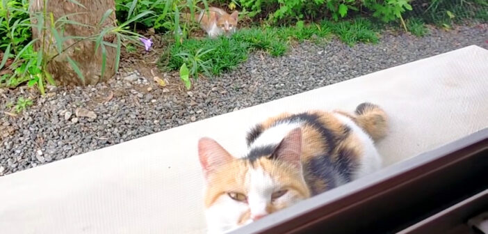 家の庭でお友達になった三毛猫さん。久しぶりに来てくれたと思ったら… 3匹の愛らしい子猫達を見せに来てくれました♡