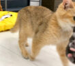 子猫を運ぶ母猫