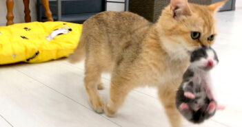 子猫達をお引っ越しさせる3匹の母猫。一生懸命に子猫達を運ぶ様子に温かい愛情を感じる (*´ェ`*)♡ 子猫を運ぶ母猫