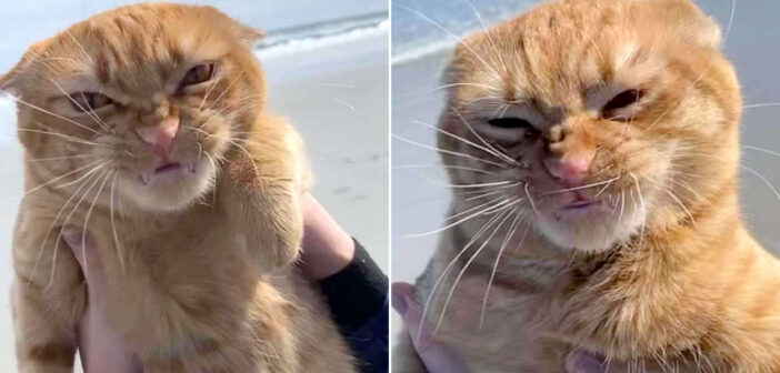 初めて訪れたビーチがとっても気に入った猫さん。でも強い海風は好きではなかったようで、思わず物凄い表情に ( ﾟДﾟ)！