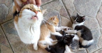 優しくしてくれた夫婦に愛情を感じた野良猫。ある日、仲良くなった夫婦の家に愛らしい子猫達を連れて来た♡