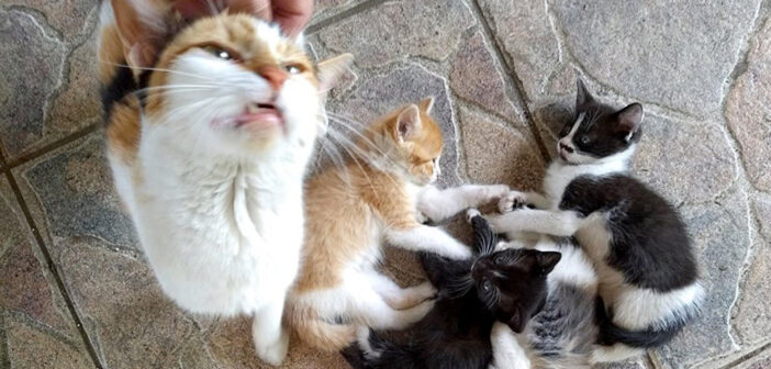 優しくしてくれた夫婦に愛情を感じた野良猫。ある日、仲良くなった夫婦の家に愛らしい子猫達を連れて来た♡
