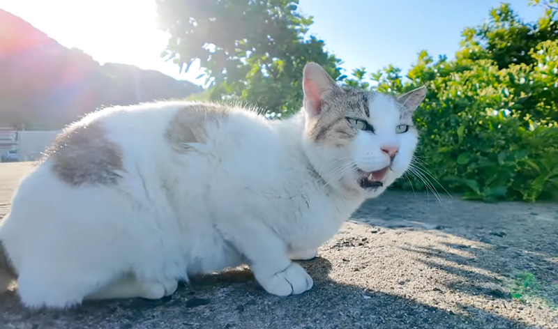 鳴く猫