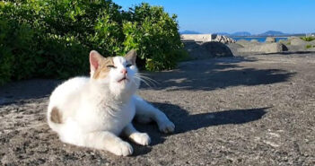 防波堤の上のお喋り好きの猫
