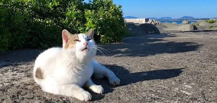防波堤の上のお喋り好きの猫
