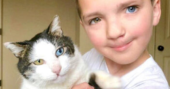 男の子と猫