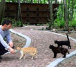 猫の町
